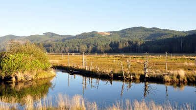 Oregon’s Siletz Bay is restoring 37 acres of tidal wetland this summer, digging new channels where more than a century of diking turned marsh into pasture