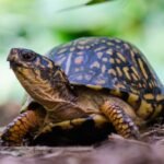 Smithsonian researchers used X-rays, plastic cups and 216-yard spools of thread to find wild turtle nests; predators raided 13 of 16