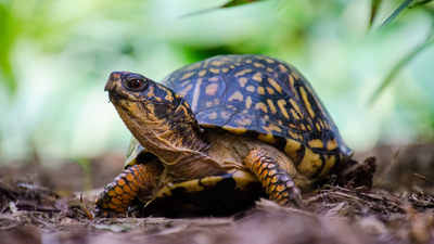 Smithsonian researchers used X-rays, plastic cups and 216-yard spools of thread to find wild turtle nests; predators raided 13 of 16