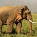 In 1962, Oklahoma researchers gave 14-year-old elephant Tusko 297 mg of LSD, the largest single dose ever administered; he collapsed within five minutes and died 100 minutes later