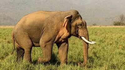 In 1962, Oklahoma researchers gave 14-year-old elephant Tusko 297 mg of LSD, the largest single dose ever administered; he collapsed within five minutes and died 100 minutes later