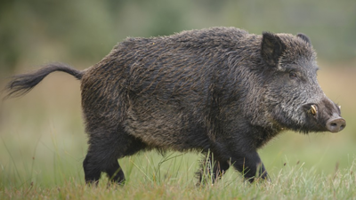 European wild boars escaped a North Carolina hunting ranch in 1912; a century later the Smokies still removes hundreds each year to limit their damage