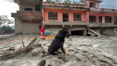 Nepal Flood Dog Tragedy: Nepal tragedy: Owners missing, dog refuses to leave flood-hit Trishuli home