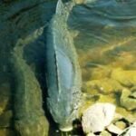 For decades, scientists estimated lake sturgeon lived for 150 years. New evidence suggests some Great Lakes fish may reach more than 400 years |