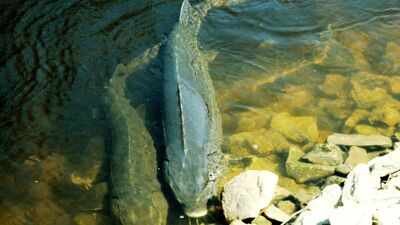 For decades, scientists estimated lake sturgeon lived for 150 years. New evidence suggests some Great Lakes fish may reach more than 400 years |