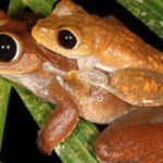 Scientists searched for threatened Australian rainforest frogs without seeing or hearing them; DNA in creek water collected up to 22 km downstream revealed populations in places where the frogs had disappeared
