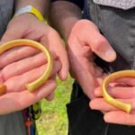 A British metal detectorist thought he’d found a bull’s nose ring; it was actually a Bronze Age gold bracelet, and then two more appeared | World News