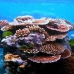 In 2025, coral cover in the Great Barrier Reef’s northern region fell to 30% after its largest annual decline on record; a year later, surveys of 192 reefs found it had risen to 35.1% despite another bleaching event