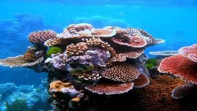 In 2025, coral cover in the Great Barrier Reef’s northern region fell to 30% after its largest annual decline on record; a year later, surveys of 192 reefs found it had risen to 35.1% despite another bleaching event