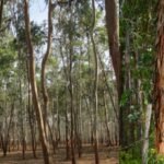 Hawaii’s 34,000 acres of managed eucalyptus plantations could become a local source of lumber for homes and infrastructure
