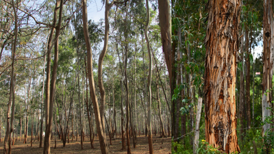 Hawaii’s 34,000 acres of managed eucalyptus plantations could become a local source of lumber for homes and infrastructure