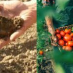 An Oregon farmer grew tomatoes, potatoes, squash, garlic and beans for 40 years without irrigation; careful soil preparation kept stored moisture in the root zone