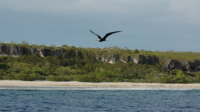 In 2011, conservationists dropped 75 tonnes of poisoned bait on Henderson Island; only about 60–80 rats survived, but within two years their population was back to roughly two-thirds of its former level