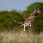 Humans stepped back from this UK dairy farm in 2023; three years later, wildlife returns as 27 more bird species appear and butterfly numbers more than double | World News