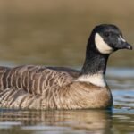 Aleutian Cackling Goose: In 1975, fewer than 800 Aleutian cackling geese remained; fox removal and habitat protection helped the population rebound to around 200,000, and regulated hunting later returned