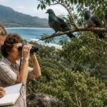 In 1965, a couple began counting pigeons in Queensland. Three years later, numbers fell from 4,692 to 1,451, beginning a 60-year conservation story |