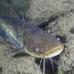 In 1974, a German fisherman released thousands of baby catfish into a Spanish river; 50 years later they are threatening native wildlife as an ‘ecological time bomb’