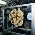 In 1984, NASA sent thousands of honeybees into space to build a honeycomb without gravity, and the tiny colony eventually created 31 square inches of comb﻿ |
