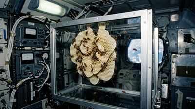 In 1984, NASA sent thousands of honeybees into space to build a honeycomb without gravity, and the tiny colony eventually created 31 square inches of comb﻿ |
