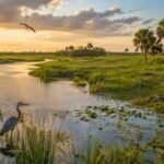 In 1992, Congress backed a plan to restore Florida’s Kissimmee River after decades of flood control. 28 years later, wetlands and wildlife were returning | World News