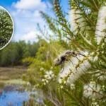 In 1997, Florida released Australian insects to fight an invasive tree. Nearly three decades later, its invaded range has fallen by about 75% | World News
