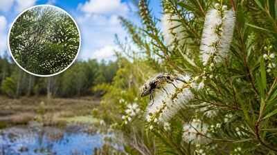 In 1997, Florida released Australian insects to fight an invasive tree. Nearly three decades later, its invaded range has fallen by about 75% | World News