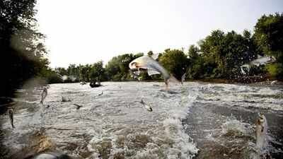 In 2009, Minnesota treated Pickerel Lake with fish poison to remove common carp; afterward water clarity rose nearly 600% and plant cover climbed from 4.6% to 90%