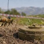 In 2013, honeybees were trained to find land mines left behind by the Balkan wars, turning their extraordinary sense of smell into an unlikely detection tool |