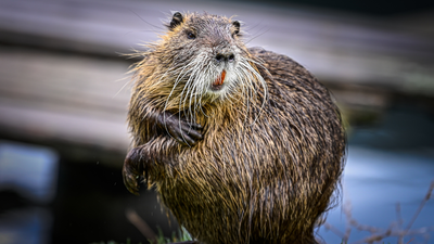 In 2024, a beaver returned to a California creek after 19 years and began cutting down aspen trees beside a man-made dam | World News
