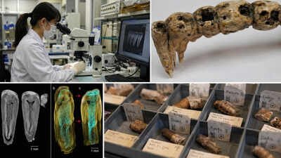 In the 1600s, people in Osaka ate dozens of species of fish, mammals and plants; 400 years later scientists found the evidence trapped in their teeth | World News