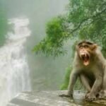 In the 1930s, Florida introduced rhesus macaques to boost tourism; today the invasive monkeys carry a potentially fatal virus and are considered a public-health concern
