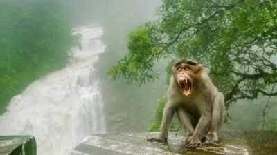 In the 1930s, Florida introduced rhesus macaques to boost tourism; today the invasive monkeys carry a potentially fatal virus and are considered a public-health concern