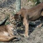 In Washington, Pumas are protecting human lives by preventing vehicle collisions accounting for a 76% reduction in accidents
