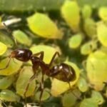 Invasive Argentine ants are defending other pests in California’s citrus groves and vineyards, troubling farmers and leaving natives hungry