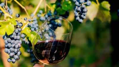 Ireland is becoming an unlikely wine country as temperatures rise; the island now has 42 vineyards, with growers reporting bumper 2026 crops