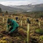 Ireland’s ancient rainforest vanished after thousands of years of human activity. Now nearly 30,000 trees are being planted to bring it back
