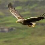 Ireland’s white-tailed eagles went extinct due to human persecution, now the country has released 245 chicks in the wild about 100 years later