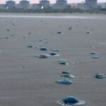Jellyfish turned into an unexpected threat to France’s Gravelines nuclear plant after a huge swarm clogged its cooling system