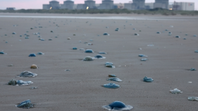 Jellyfish turned into an unexpected threat to France’s Gravelines nuclear plant after a huge swarm clogged its cooling system