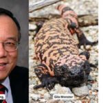 In 1992, Dr John Eng discovered a molecule in Gila monster venom; decades later, his finding helped pave the way for widely used type 2 diabetes medicines