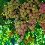 A grape variety from Cyprus is helping Australian vineyards survive extreme heat; growers using Xynisteri have cut water consumption by 75%, while the vines have survived temperatures above 45°C