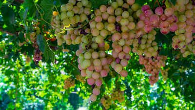 A grape variety from Cyprus is helping Australian vineyards survive extreme heat; growers using Xynisteri have cut water consumption by 75%, while the vines have survived temperatures above 45°C