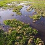 Louisiana created 1,170 acres of new wetlands in Barataria Basin; one year later, shrimp and crabs are returning to the restored habitat