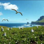 Macquarie: Australia removed rats, mice and rabbits from Macquarie Island after nearly 200 years, and seabirds and native vegetation are now recovering | World News