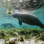 Rare manatees are turning up along the Texas coast this summer; some are lingering in busy marinas for freshwater, prompting warnings to boaters