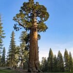 Meet the General Grant Tree: The world’s second-largest tree that became America’s only living National Shrine | World News