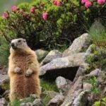 OnlyMarms! Chubby marmots join popular subscription service in an ‘act of desperation’ after facing money troubles