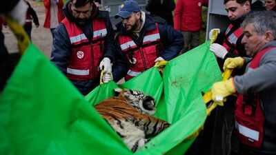 30 lions and tigers spent years in cramped concrete cages at a notorious Argentine zoo; they are now beginning a journey to sanctuaries where they can finally roam freely