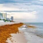 Mexico cleaned over 100K tons of sargassum at the beginning of 2026, but is still facing a seaweed crisis due to the invasive species deeply impacting its tourism