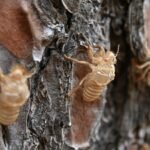 Mississippi’s termite swarms are here, and a single treatment can cost up to ,750